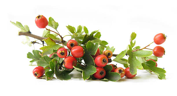 ツノベリー - hawthorn berry fruit common fruit ストックフォトと画像