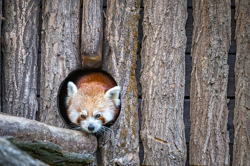 The red panda, looking out of a wood den. Latin name Ailurus fulgens.