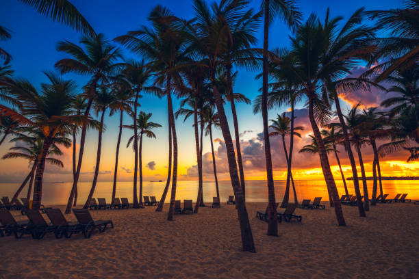 istock Coconut palm trees perspective view, sunrise shot 1211531452