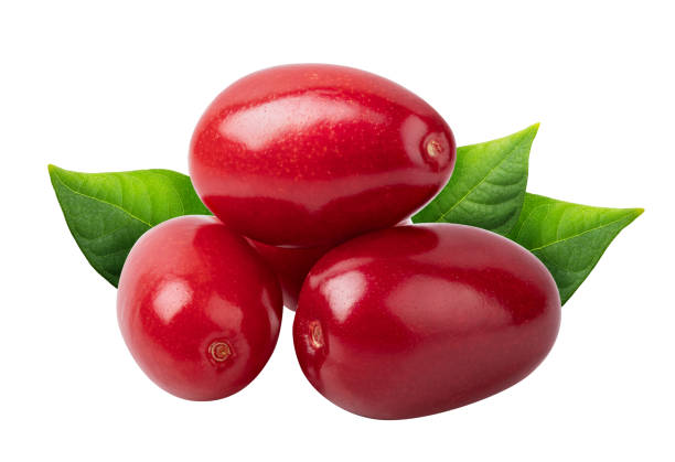 istock Red dogwood berry isolated on white background 1211531948