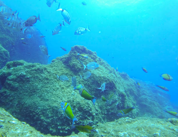 Underwater sea life over a reef off the coast of Madeira island Underwater sea life over a reef off the coast of Madeira island. Various species of fish are swimming around, including Ornate Wrasse and White Sea Bream. thalassoma pavo stock pictures, royalty-free photos & images