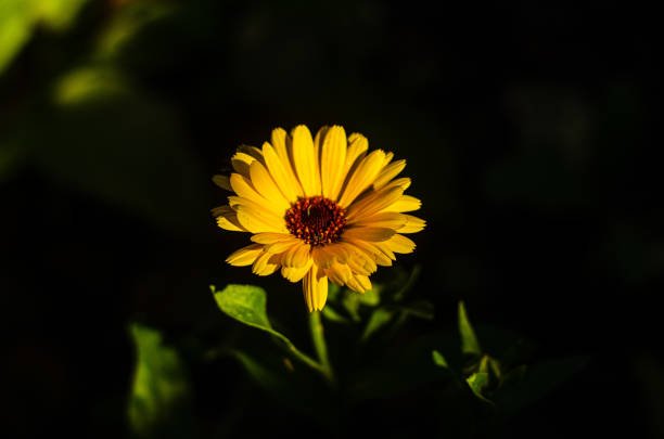 istock A bee collects nectar on a yellow flower. 1211534487