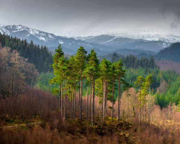 pini scozzesi nella foresta di loch ard - lumber industry forest tree pine foto e immagini stock