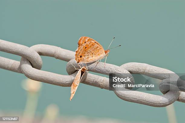 Two Butterflies On Chain Stock Photo - Download Image Now - Animal Antenna, Animal Body Part, Animal Wing