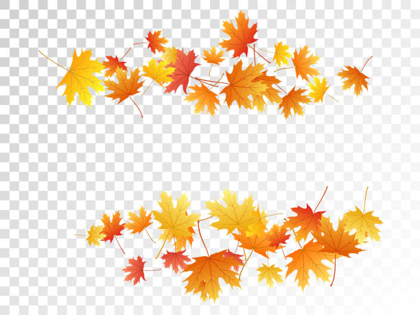 단풍 나무 잎 벡터 일러스트 투명 한 배경에 단풍 10월에 대한 스톡 벡터 아트 및 기타 이미지 - 10월, 11월, 9월 -  Istock