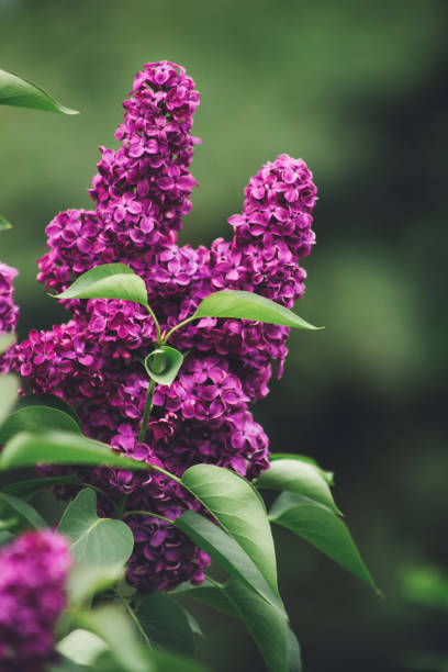 Blooming violet lilac bush at spring time. Lilac blooms. Nature background. Spring season. buddleia blue stock pictures, royalty-free photos & images