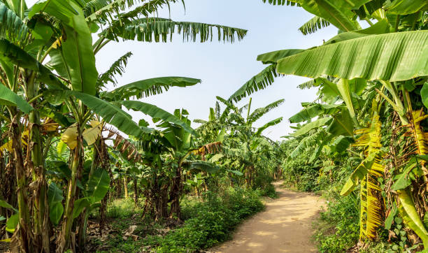 plantación de plátano cultivo orgánico. campo de palma de plátano paisaje rural. - banana plantation green tree fotografías e imágenes de stock