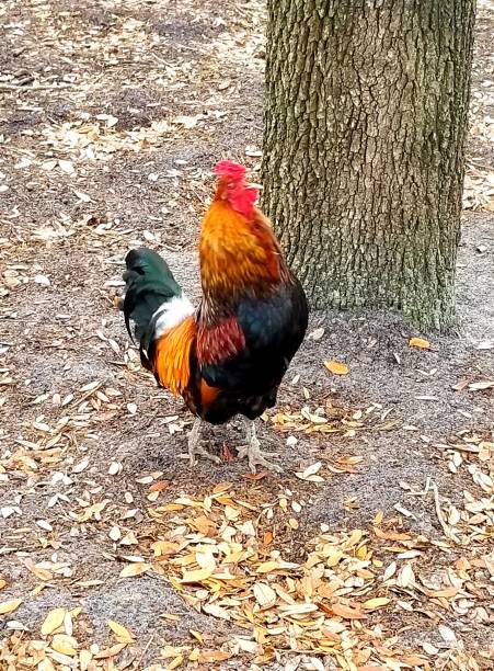 istock Ybor City Rooster 1211538012