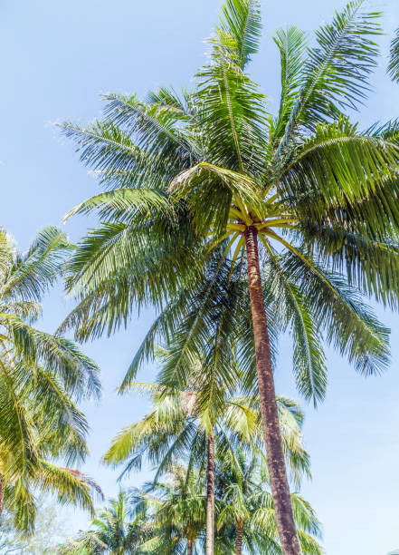 istock Tropical plants coconut palm background. 1211538261