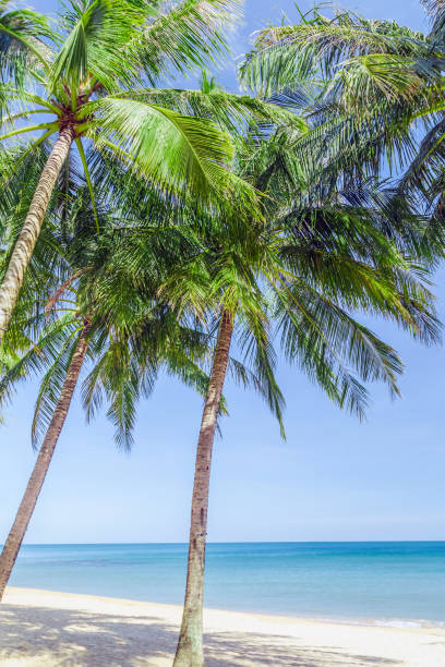 istock Sunny beach with palms sea. 1211538409