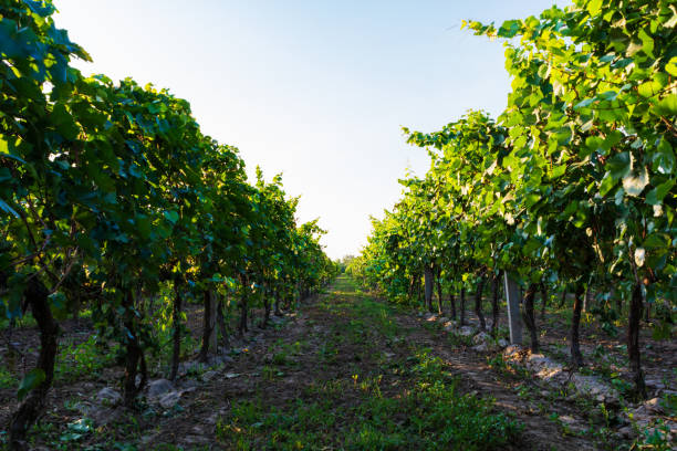 istock Vineyard at sunset in autumn harvest. Harvesting time or winemaking concept 1211539906