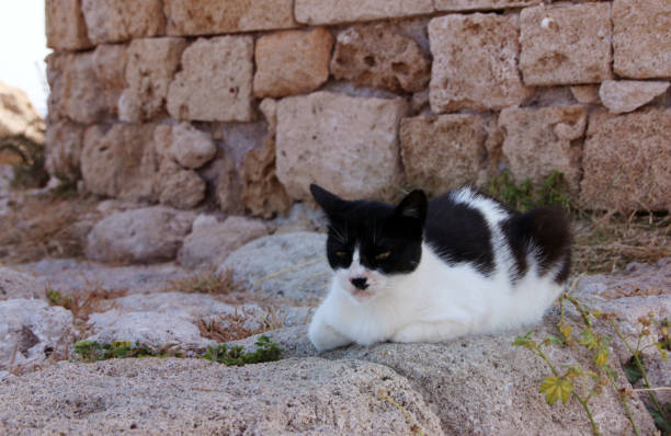 Stray black and white cat, Mandraki Harbour, Rhodes, Greece, homeless animal