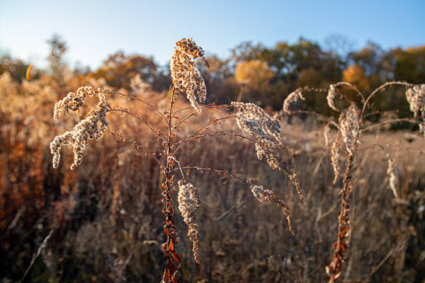 istock Landscape with wild field at sunset 1211540535