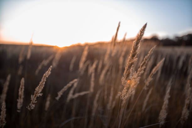 istock Landscape with wild field at sunset 1211540551