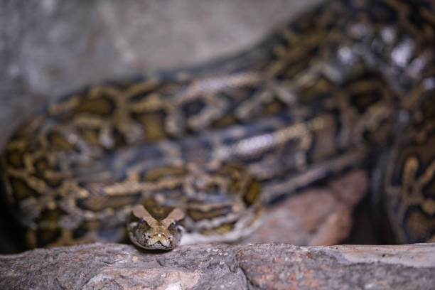 istock a snake at the zoo 1211541251