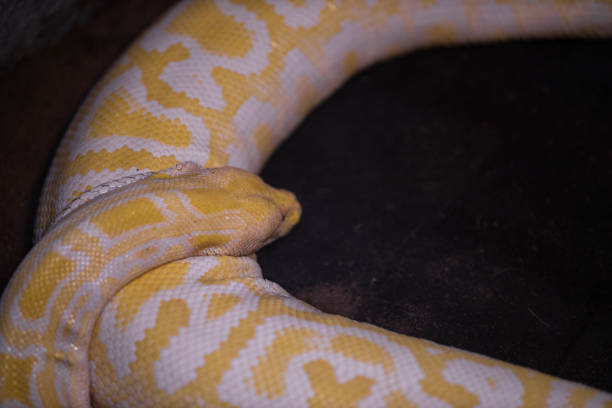 istock a snake at the zoo 1211541356