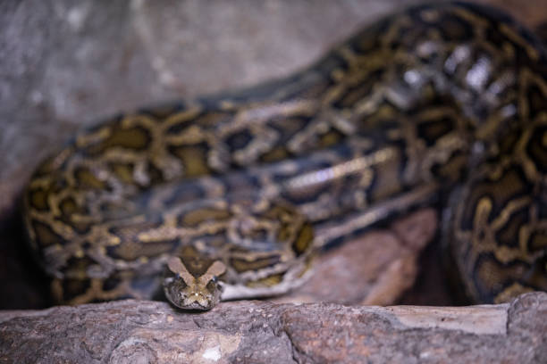 istock a snake at the zoo 1211541358