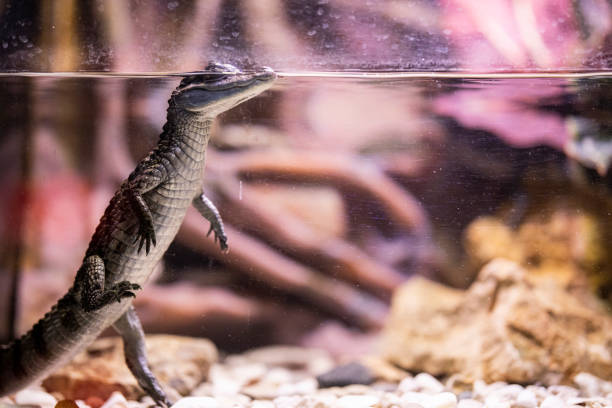 istock a crocodile at the zoo 1211541627