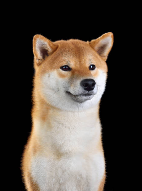 istock Cute Shiba inu dog 1211541687