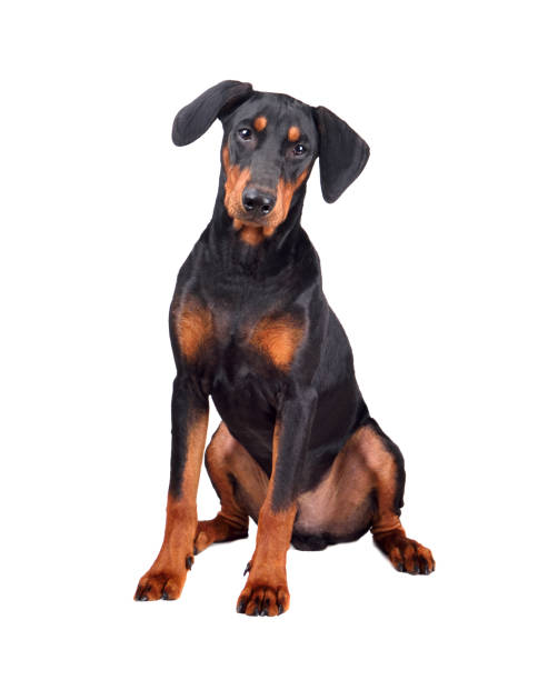 istock German Pinscher puppy 1211541732