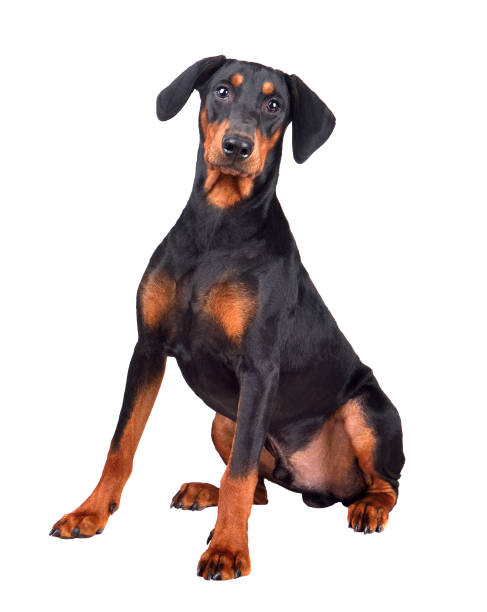 istock German Pinscher puppy 1211541737