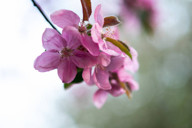 tender pink flowers on the twig, spring has come - 5461 imagens e fotografias de stock