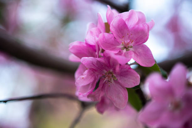 istock tender pink flowers on the twig, spring has come 1211542622