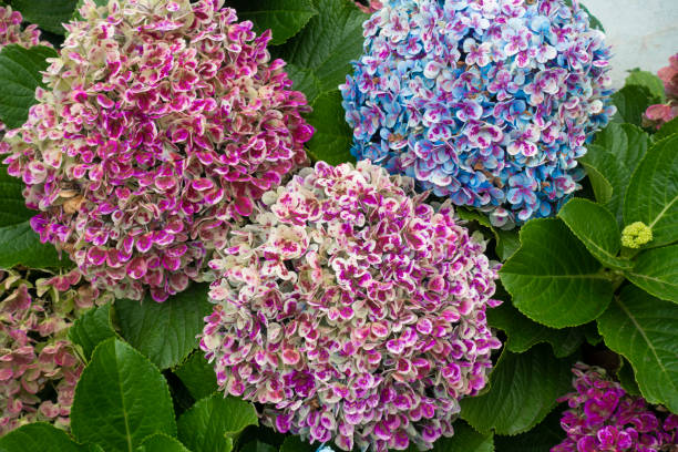 ホルテンシア・アジサイ・サンミゲル、アゾレス諸島、ポルトガルと花の背景 - flower head botany florist forest ストックフォトと画像