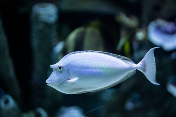 istock fishes in a marine aquarium 1211543801