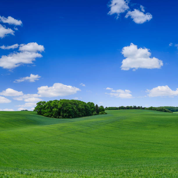 istock Panoramic spring landscape XXXXL 53 MPix - green field, blue sky 1211543907