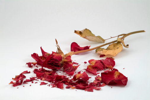 A dry rose surrounded by its disintergrating petals.