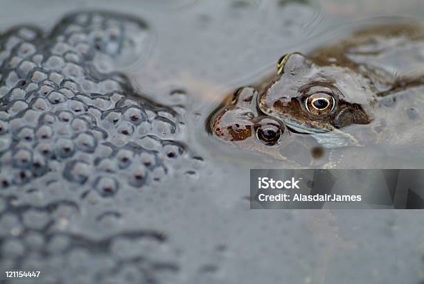 Sapos Cuddling - Fotografias de stock e mais imagens de Ova de sapo - Ova de sapo, Abraçados na cama, Abraçar