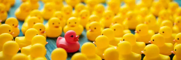 Photo of One different pink rubber among many yellow rubber ducks gathered around and looking at the pink duck, set on a turquoise wooden background.