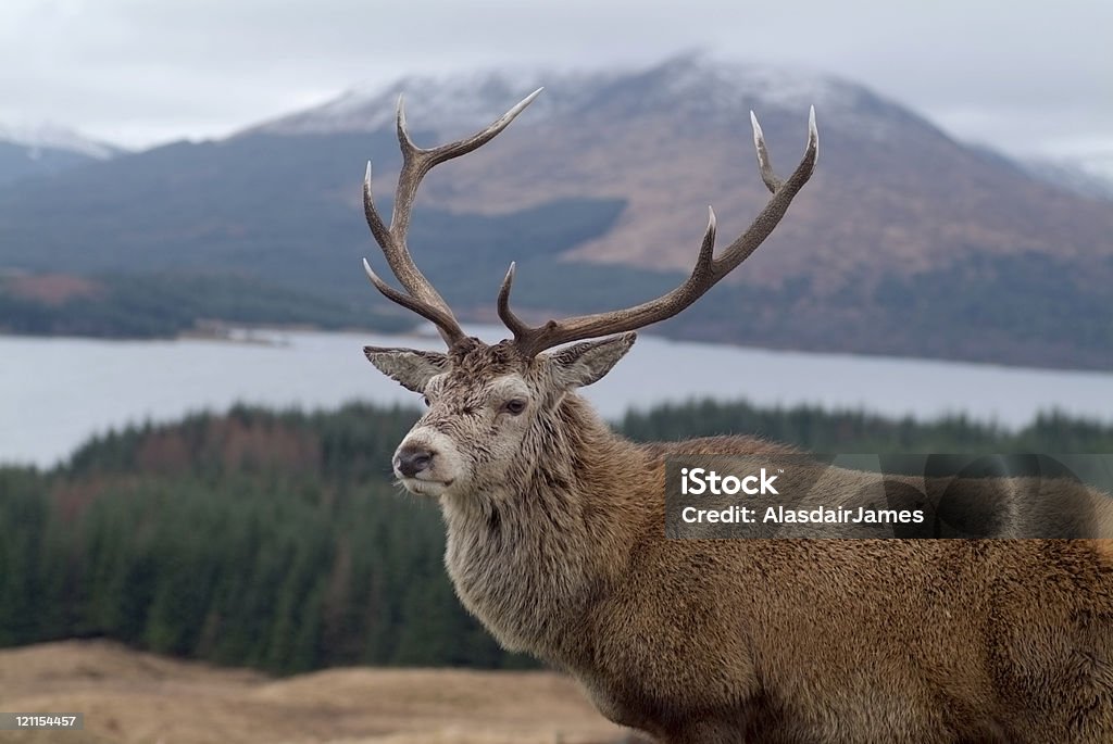 Scottish Despedida - Foto de stock de Ciervo rojizo libre de derechos