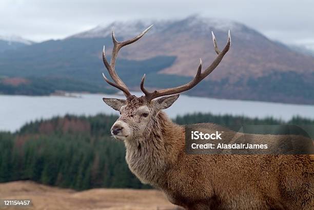 Scottish Despedida Foto de stock y más banco de imágenes de Ciervo rojizo - Ciervo rojizo, Escocia, Ciervo venado