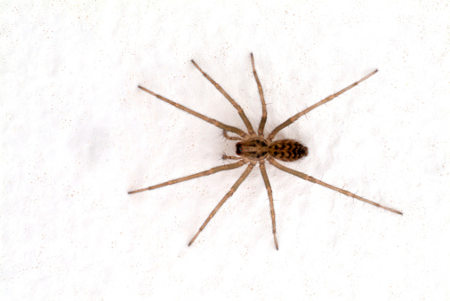 A house spider on a white wall.