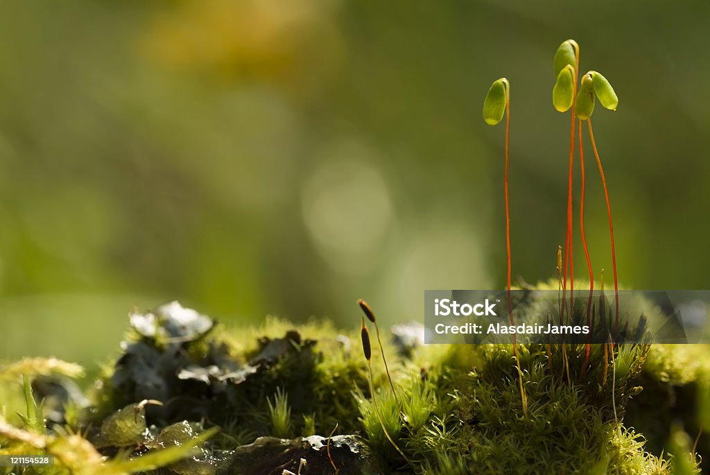 Moss Spore Kapseln - Lizenzfrei Extreme Nahaufnahme Stock-Foto