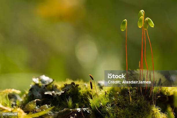 Moss Spore Kapseln Stockfoto und mehr Bilder von Extreme Nahaufnahme - Extreme Nahaufnahme, Moos, Bunt - Farbton