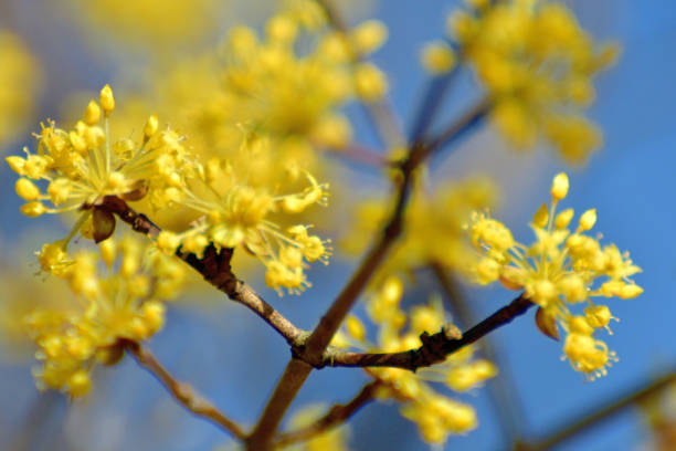 istock Cornus officinalis / Japanese cornel dogwood flower 1211545287