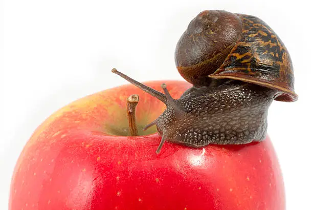 Photo of Snail and Apple Macro