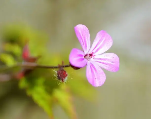 A close-up image of a Herb-Robert flower.