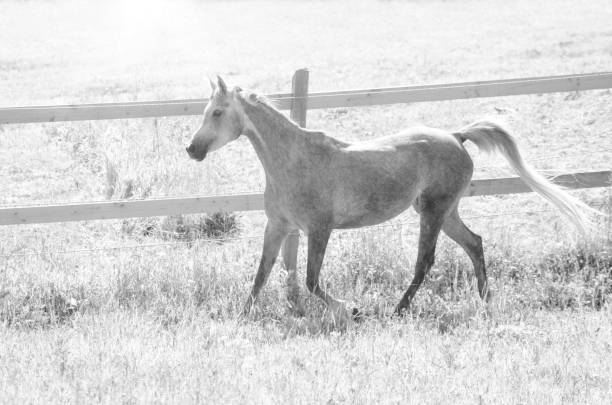 istock arabian horses - young mare galloping on pasture - monochrome 1211545633