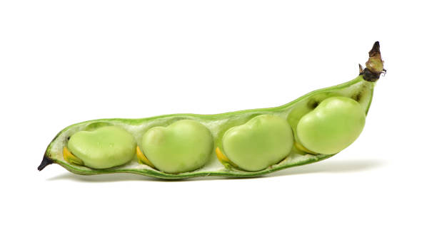 broad beans - broad bean imagens e fotografias de stock