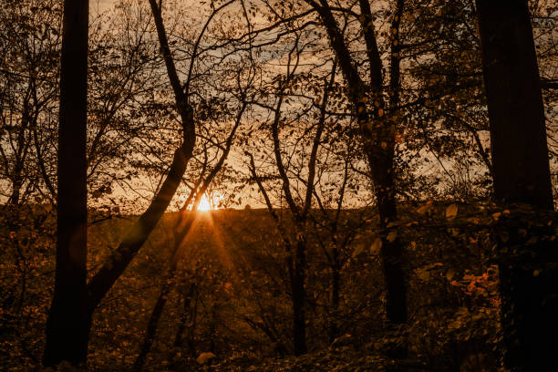 sunset in the evening in a forest in the autumn