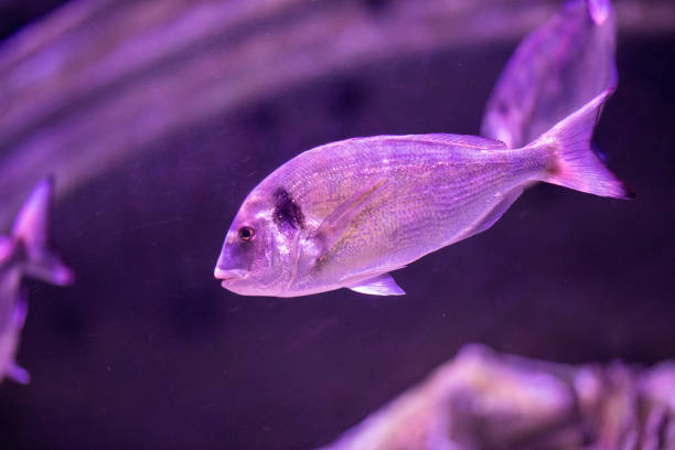 istock fish in a marine aquarium 1211546053