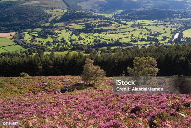 Llangollen Campo Da Golf - Fotografie stock e altre immagini di Campo da golf - Campo da golf, Erica, Fiume Dee