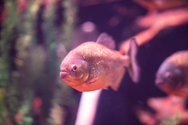 istock fish in a marine aquarium 1211546635