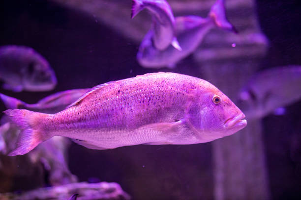 istock fish in a marine aquarium 1211546782