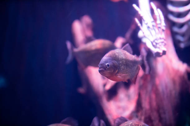 istock fish in a marine aquarium 1211546864
