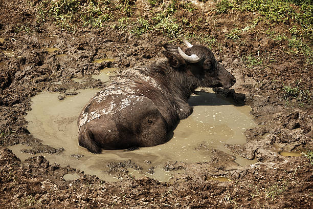 Sri Lanka: wild water buffaloes in Yala National Park